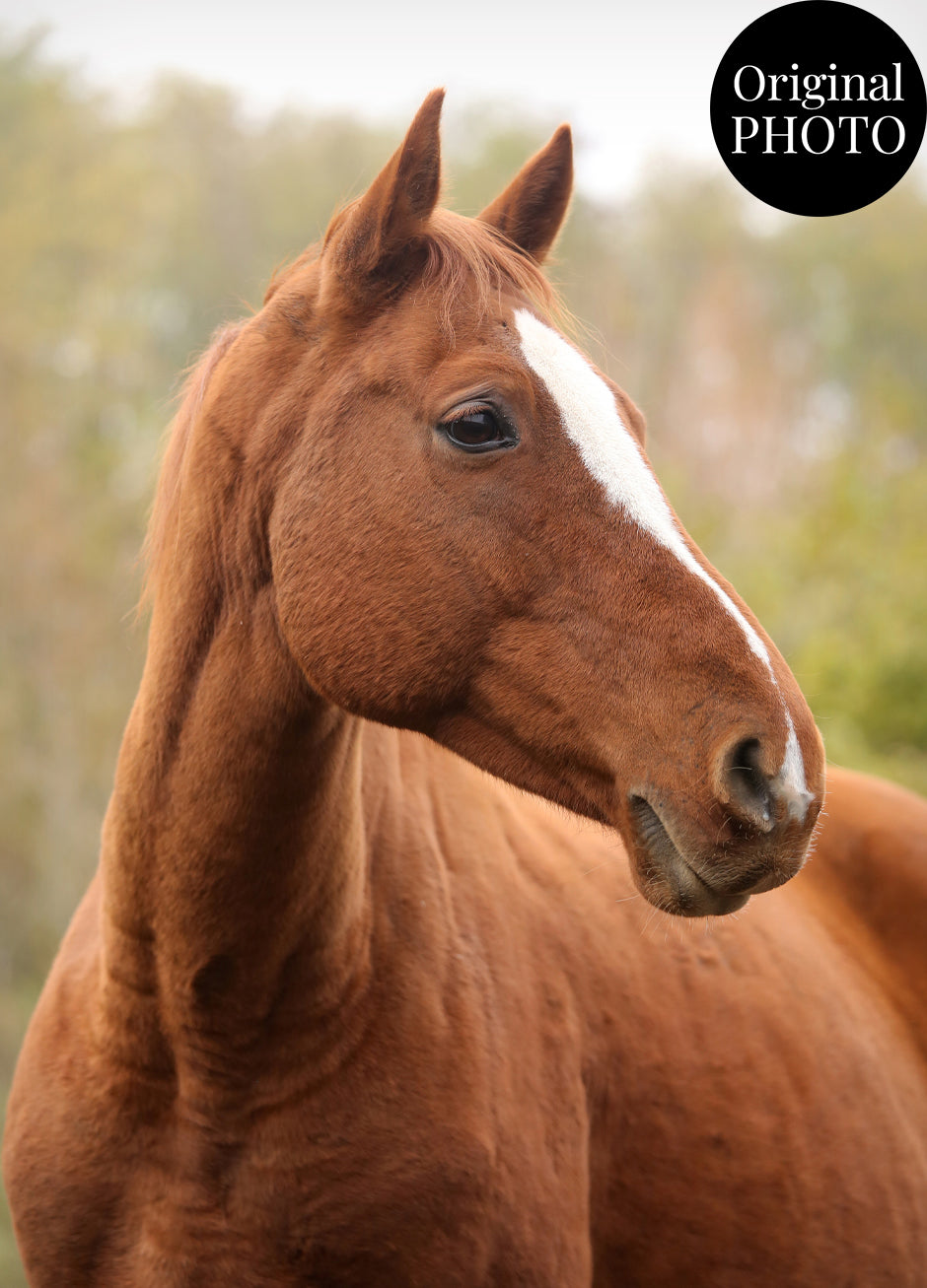 Horse Black & White Artistic Design Custom Portrait | Stretched Canvas