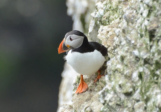 Little puffin
