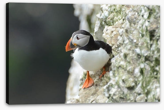 Little puffin