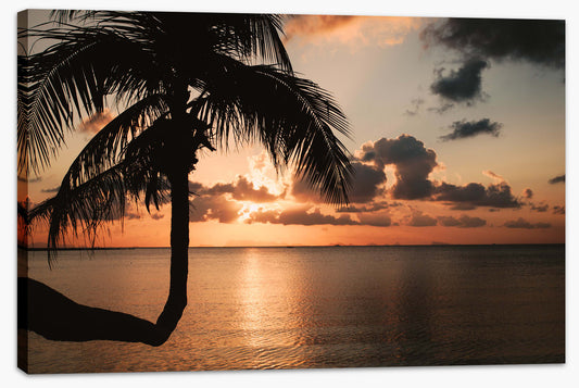Sunset and palm