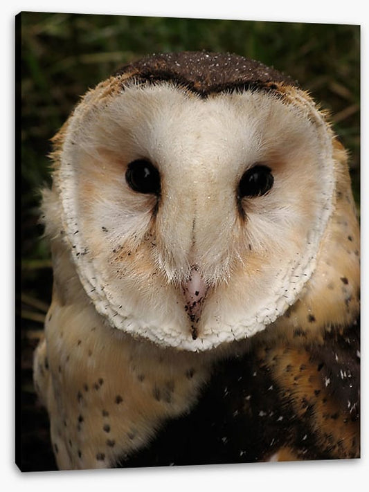 Grass owl