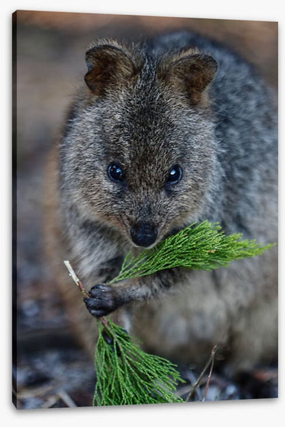 Quokka