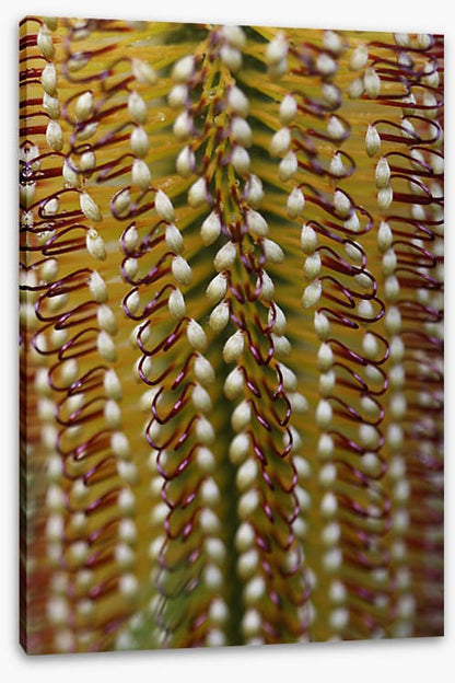 Yellow banksia