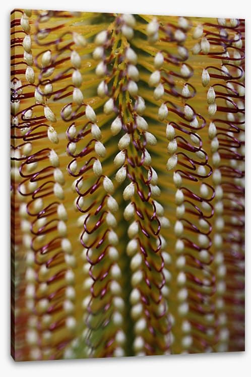Yellow banksia
