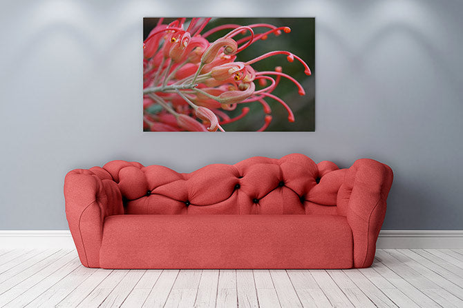 Pink grevillea