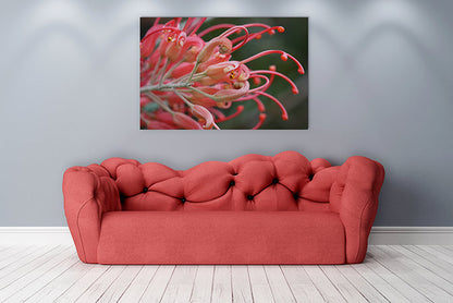 Pink grevillea