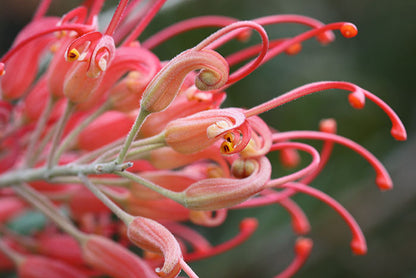 Pink grevillea