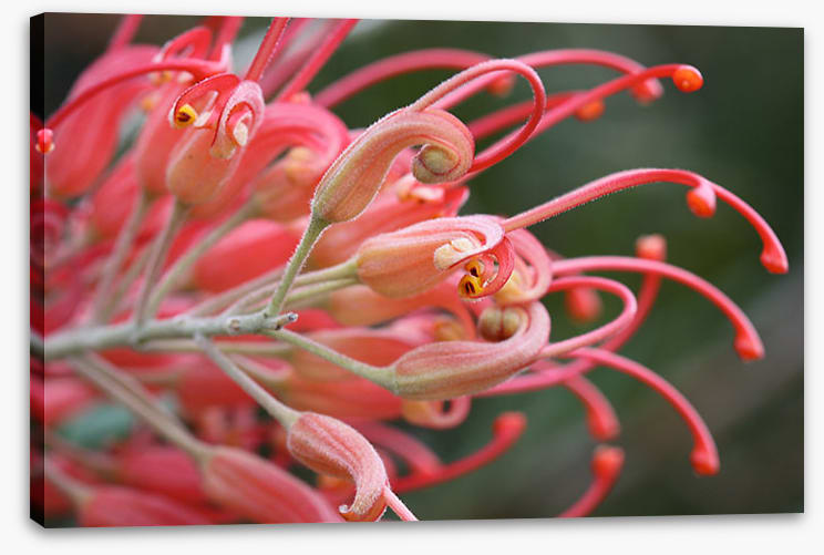 Pink grevillea