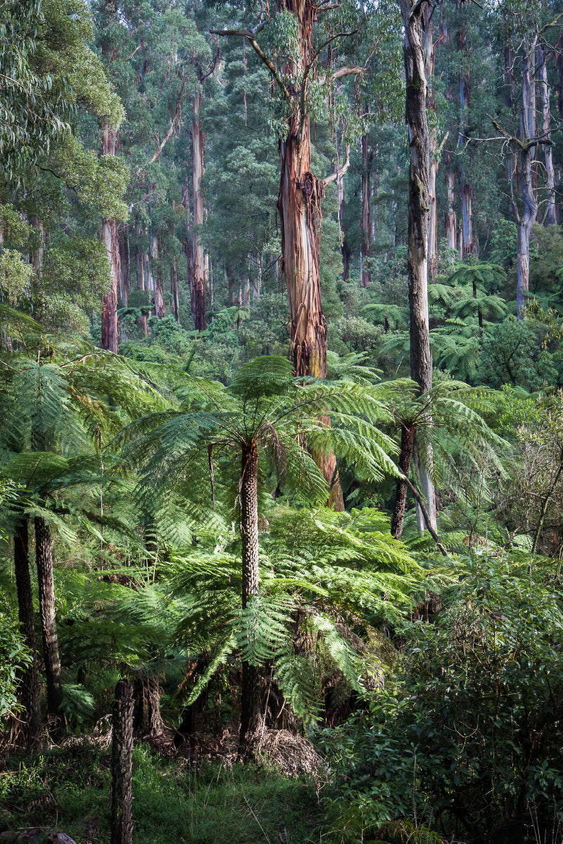 Forest ferns