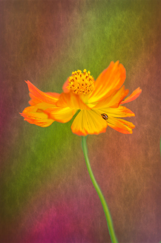 Spring lady