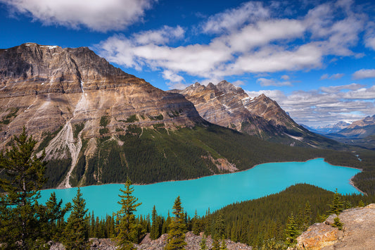 Peyto view