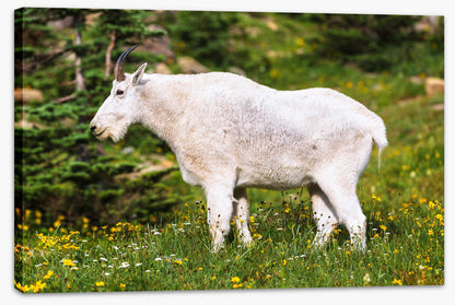 Billy goat gruff