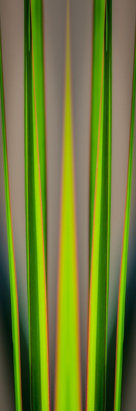 Dracaena leaves