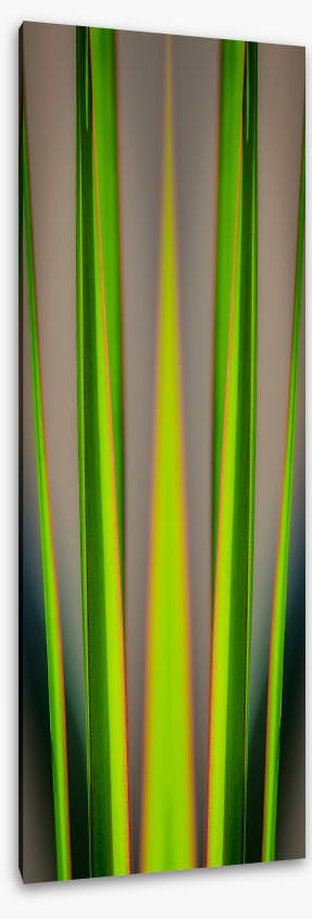 Dracaena leaves