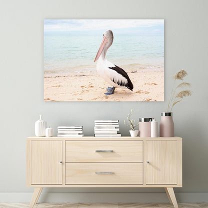 Monkey Mia pelican