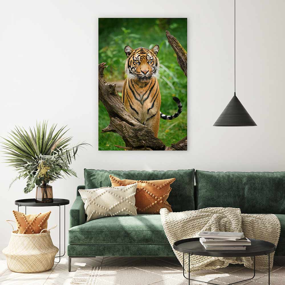 Tiger stare