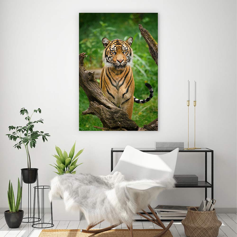 Tiger stare