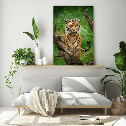Tiger stare