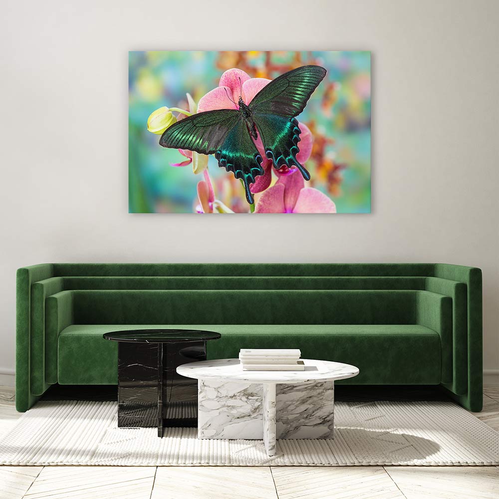 Alpine black swallowtail