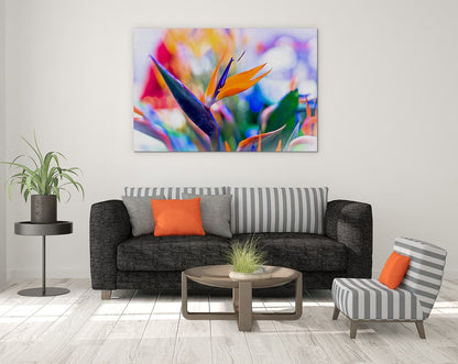 Bird of paradise