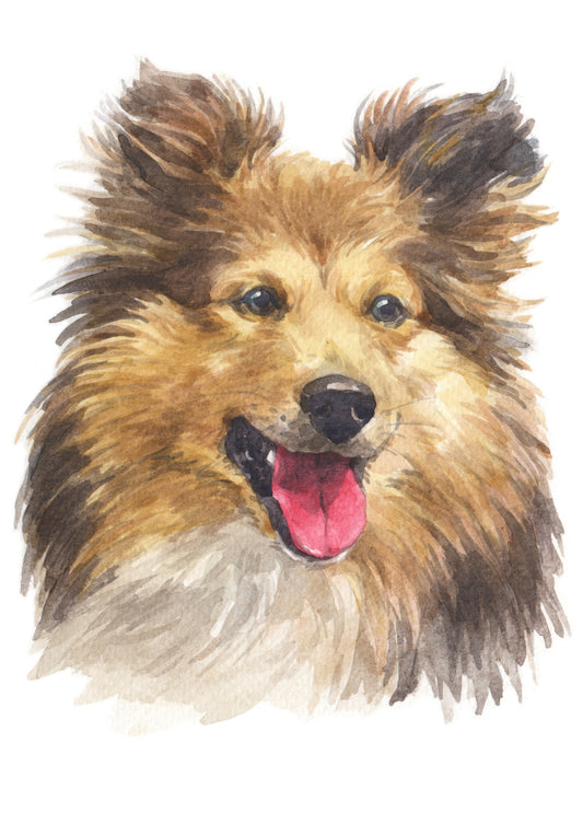 Shetland sheepdog