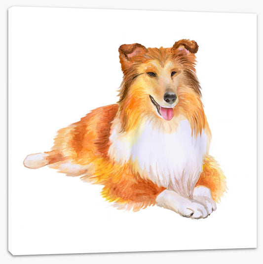 Shetland sheepdog at rest