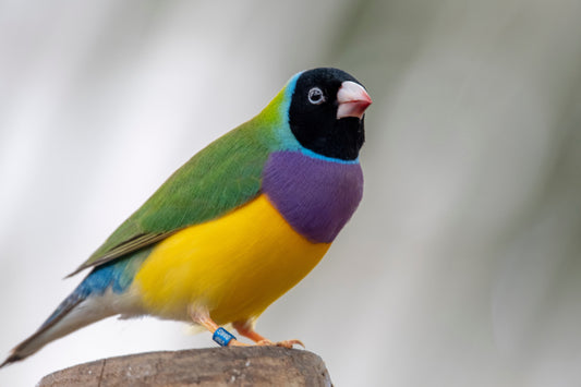 Lady Gouldian finch