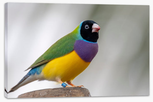 Lady Gouldian finch