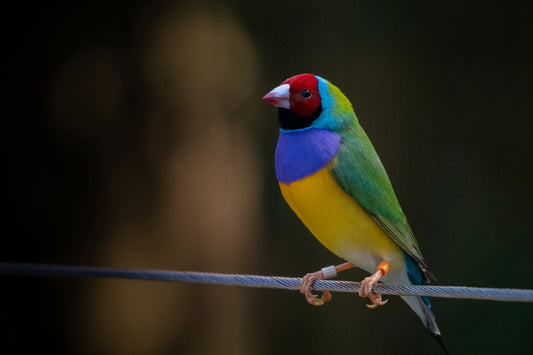 Colourful Gouldian finch