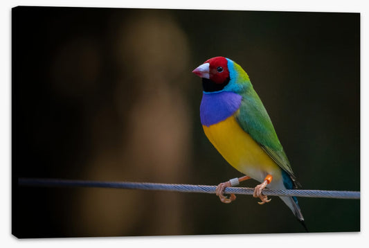 Colourful Gouldian finch