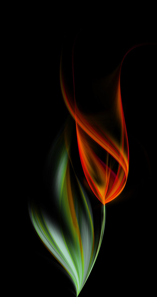 One orange tulip (Custom)