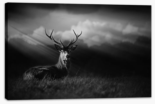 Stag in the sunlight (Custom)