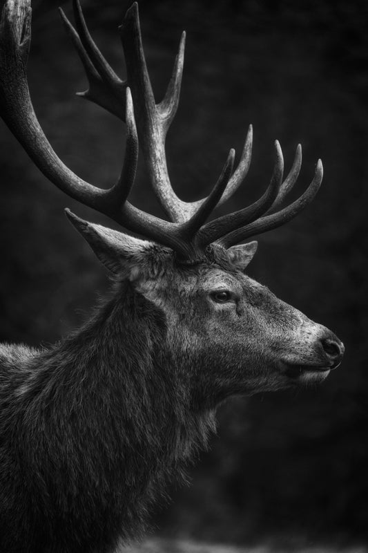Stag night (Custom)
