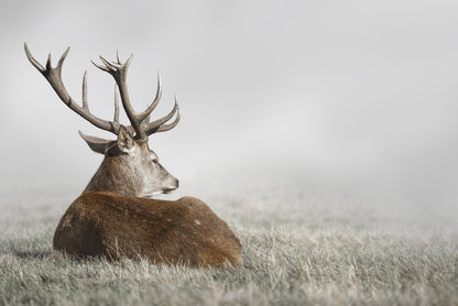 Stag in the fog (Custom)