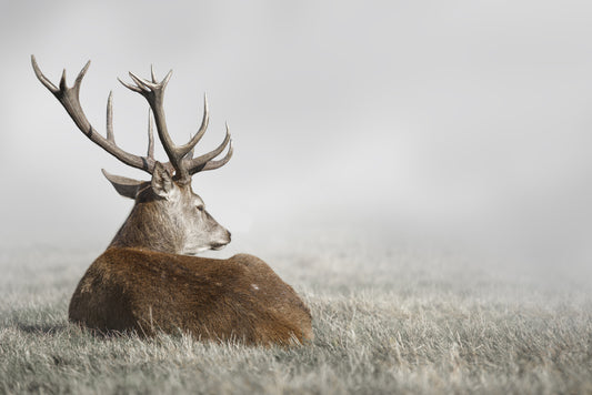 Stag in the fog (Custom)