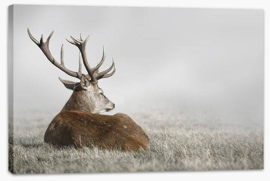 Stag in the fog (Custom)