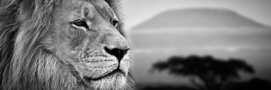 The lion at Mount Kilimanjaro sunset (Custom)