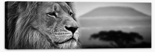 The lion at Mount Kilimanjaro sunset (Custom)