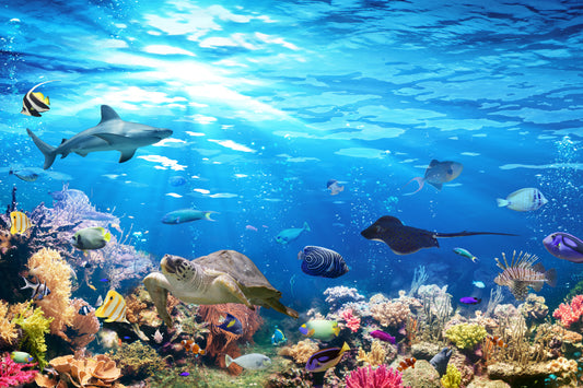 On the reef (Custom)