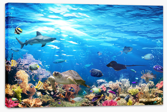 On the reef (Custom)