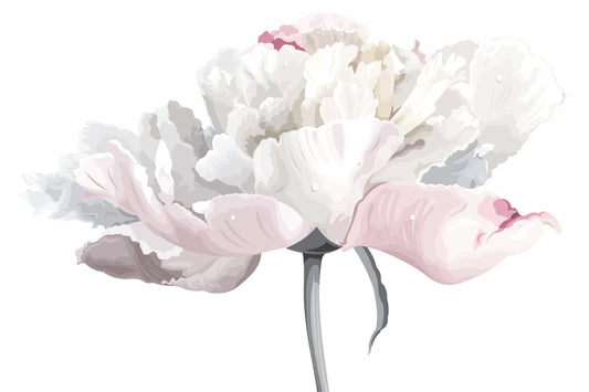 White and pale pink peony