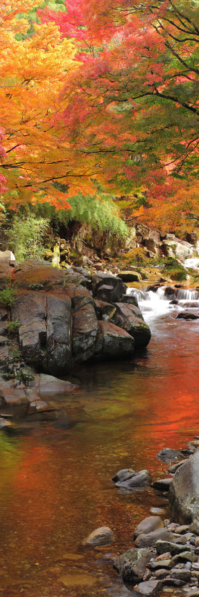 Autumn maple stream (Custom)