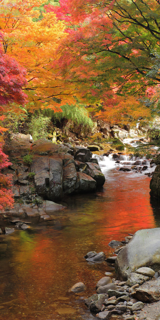 Autumn maple stream (Custom 2)